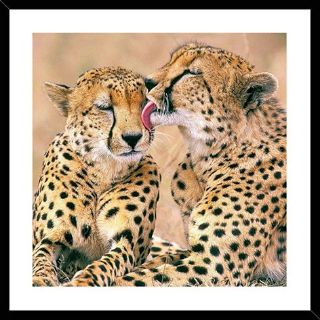 Obrázek z Obrázek barevný 30x30cm - gepard 